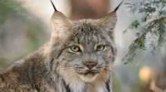 Kanadský lynx
